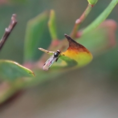 Empididae (family) at Mongarlowe, NSW - suppressed