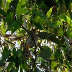 Ptilotula penicillata (White-plumed Honeyeater) at Jerrabomberra Wetlands - 23 Apr 2023 by KaleenBruce