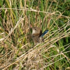 Malurus cyaneus (Superb Fairywren) at Fyshwick, ACT - 23 Apr 2023 by KaleenBruce