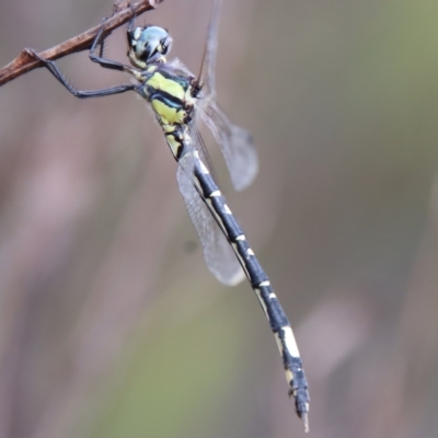 Parasynthemis regina (Royal Tigertail) at QPRC LGA - 23 Apr 2023 by LisaH