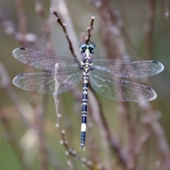 Parasynthemis regina at Mongarlowe, NSW - suppressed