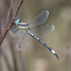 Parasynthemis regina at Mongarlowe, NSW - suppressed