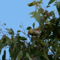 Ptilotula penicillata (White-plumed Honeyeater) at Fyshwick, ACT - 23 Apr 2023 by KaleenBruce