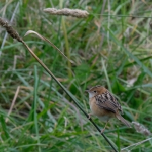 Cisticola exilis at Fyshwick, ACT - 23 Apr 2023 07:42 PM