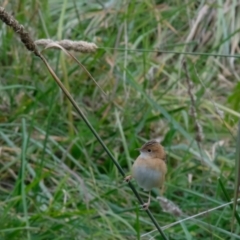 Cisticola exilis at Fyshwick, ACT - 23 Apr 2023