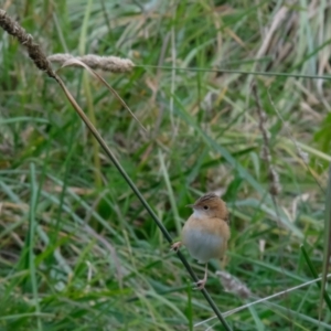 Cisticola exilis at Fyshwick, ACT - 23 Apr 2023 07:42 PM