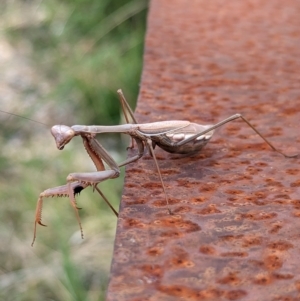 Pseudomantis albofimbriata at Page, ACT - 23 Apr 2023