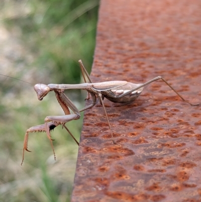 Pseudomantis albofimbriata (False garden mantis) at Page, ACT - 23 Apr 2023 by CattleDog