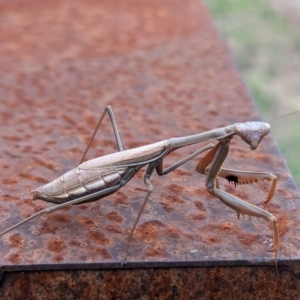 Pseudomantis albofimbriata at Page, ACT - 23 Apr 2023