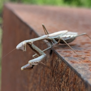 Pseudomantis albofimbriata at Page, ACT - 23 Apr 2023