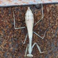 Pseudomantis albofimbriata at Page, ACT - 23 Apr 2023