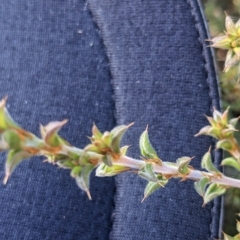 Pultenaea procumbens (Bush Pea) at Kowen, ACT - 23 Apr 2023 by WalterEgo
