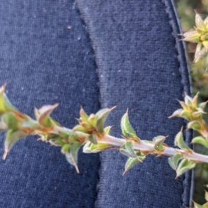 Pultenaea procumbens at Kowen, ACT - 23 Apr 2023