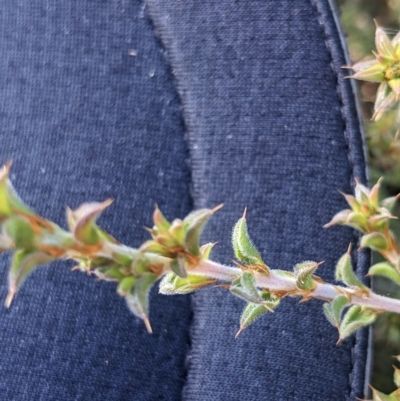 Pultenaea procumbens (Bush Pea) at Kowen, ACT - 22 Apr 2023 by WalterEgo