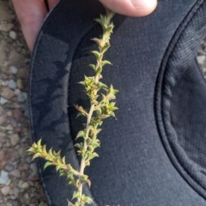 Pultenaea procumbens at Kowen, ACT - 23 Apr 2023