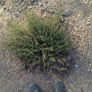 Pultenaea procumbens at Kowen, ACT - 23 Apr 2023