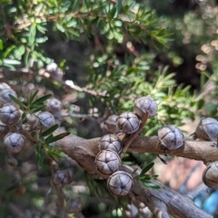 Leptospermum (genus) (Tea Tree) at Hackett, ACT - 21 Apr 2023 by WalterEgo