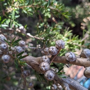 Leptospermum sp. at Hackett, ACT - 21 Apr 2023