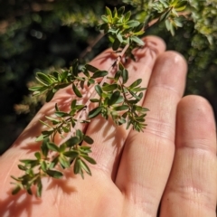 Leptospermum (genus) at Hackett, ACT - 21 Apr 2023 12:14 PM