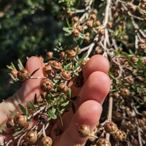 Leptospermum sp. at Hackett, ACT - 21 Apr 2023 12:14 PM