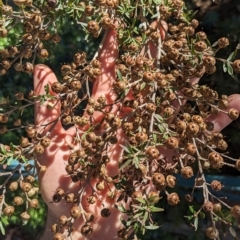 Leptospermum sp. at Hackett, ACT - 21 Apr 2023 12:14 PM