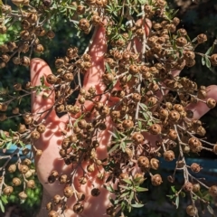Leptospermum sp. at Hackett, ACT - 21 Apr 2023