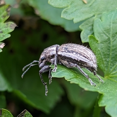 Naupactus leucoloma (White-fringed weevil) at Holder Wetlands - 23 Apr 2023 by Miranda