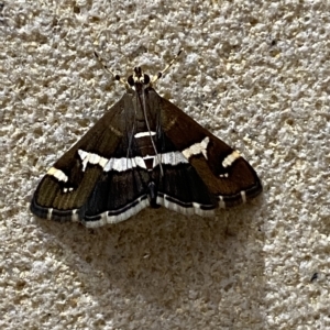 Spoladea recurvalis at Sydney, NSW - 23 Apr 2023 08:25 PM
