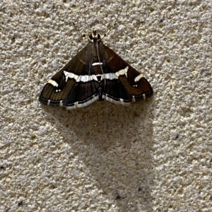 Spoladea recurvalis at Sydney, NSW - 23 Apr 2023 08:25 PM