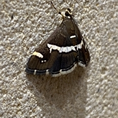 Spoladea recurvalis at Sydney, NSW - 23 Apr 2023 08:25 PM