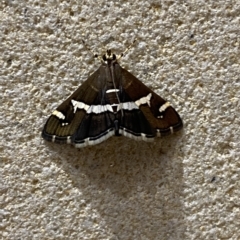 Spoladea recurvalis at Sydney, NSW - 23 Apr 2023 08:25 PM