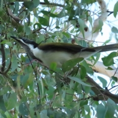 Entomyzon cyanotis (Blue-faced Honeyeater) at Mount Ainslie to Black Mountain - 23 Apr 2023 by TomW