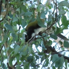 Entomyzon cyanotis at Parkes, ACT - 23 Apr 2023