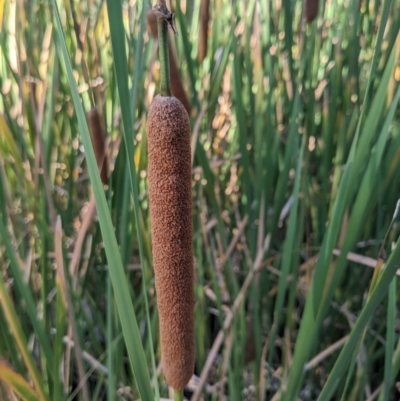 Typha orientalis (Broad-leaved Cumbumgi) at Kowen, ACT - 23 Apr 2023 by WalterEgo