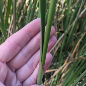 Typha orientalis at Kowen, ACT - 23 Apr 2023