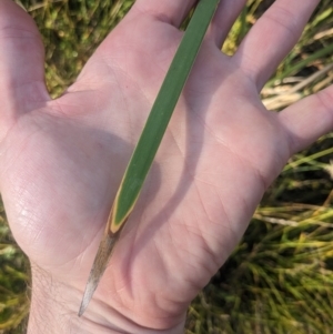 Typha orientalis at Kowen, ACT - 23 Apr 2023 08:54 AM