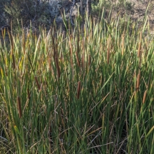 Typha orientalis at Kowen, ACT - 23 Apr 2023 08:54 AM