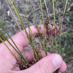 Juncus usitatus (Common Rush) at Lake Burley Griffin West - 9 Apr 2023 by Tapirlord