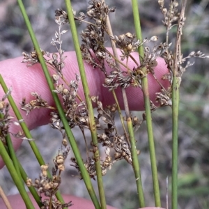 Juncus usitatus at Acton, ACT - 9 Apr 2023 04:26 PM