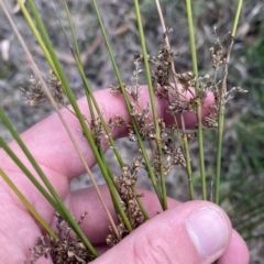 Juncus usitatus at Acton, ACT - 9 Apr 2023 04:26 PM