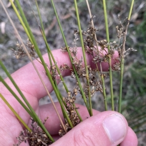 Juncus usitatus at Acton, ACT - 9 Apr 2023 04:26 PM