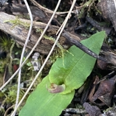 Chiloglottis seminuda (Turtle Orchid) at Acton, ACT - 9 Apr 2023 by Tapirlord