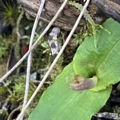 Chiloglottis seminuda at suppressed - suppressed