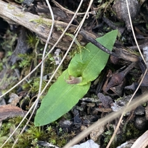 Chiloglottis seminuda at suppressed - suppressed