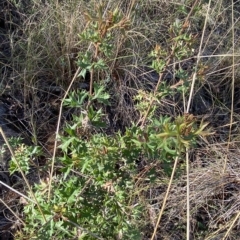 Grevillea ramosissima subsp. ramosissima at Acton, ACT - 9 Apr 2023