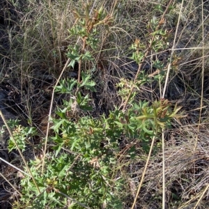 Grevillea ramosissima subsp. ramosissima at Acton, ACT - 9 Apr 2023