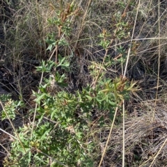 Grevillea ramosissima subsp. ramosissima at Acton, ACT - 9 Apr 2023 03:55 PM