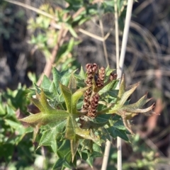 Grevillea ramosissima subsp. ramosissima at Acton, ACT - 9 Apr 2023
