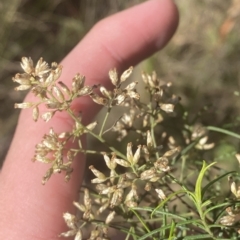 Cassinia quinquefaria (Rosemary Cassinia) at Black Mountain - 9 Apr 2023 by Tapirlord