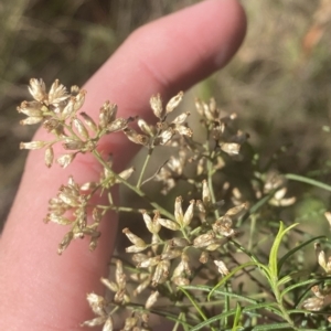 Cassinia quinquefaria at Acton, ACT - 9 Apr 2023